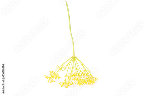 One whole fresh yellow dill flowers isolated on white