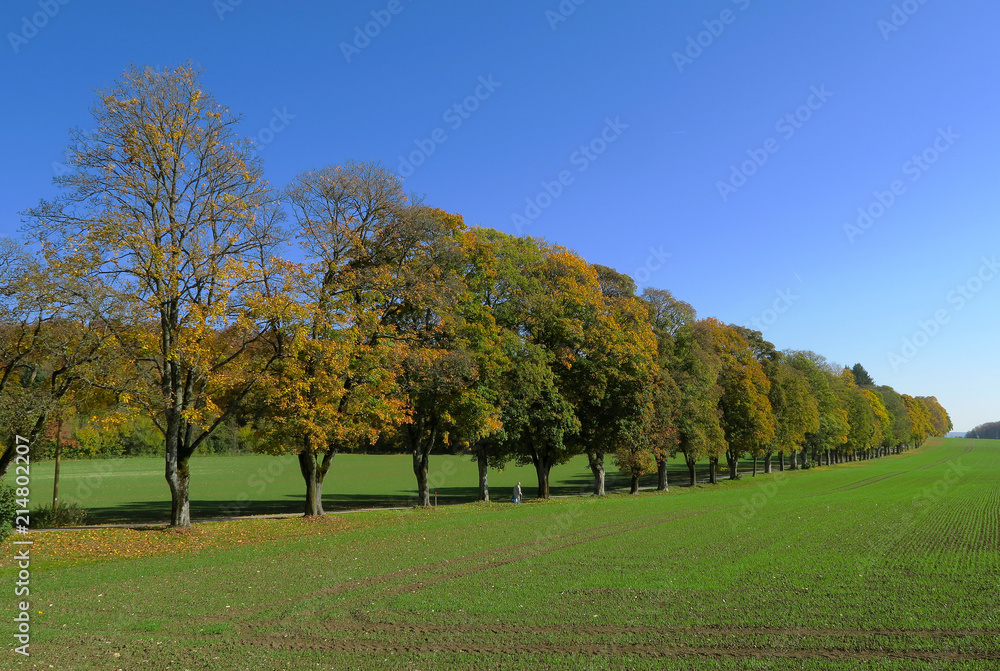 Schwaebische Alb; Sankt Johann; Lindenallee im Herbst