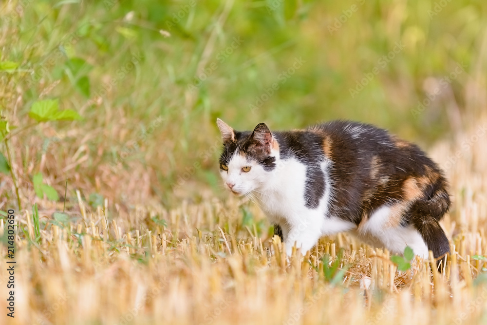 Eine Katze befindet sich in einem gemähten Feld