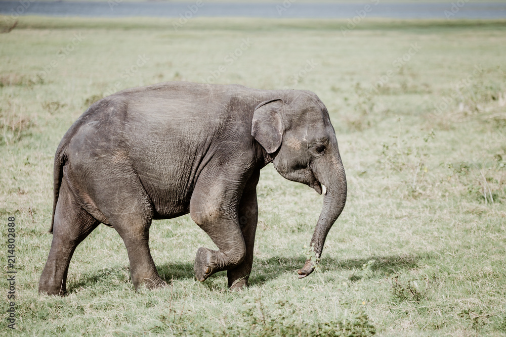 Fototapeta premium Elephants in a National Park from Sri Lanka