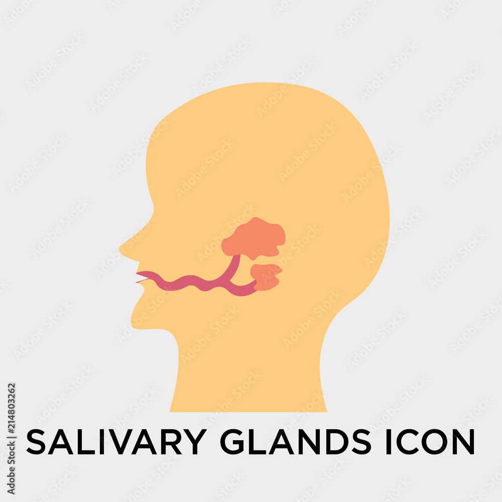 Salivary glands icon vector sign and symbol isolated on white background, Salivary glands logo concept Salivary glands icon vector sign and symbol isolated on white background, Salivary glands logo concept