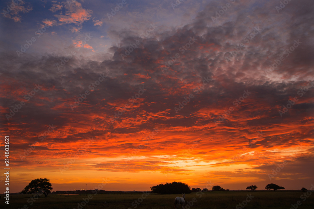 Fototapeta premium llaneros landscapes with animals and beautiful sunsets