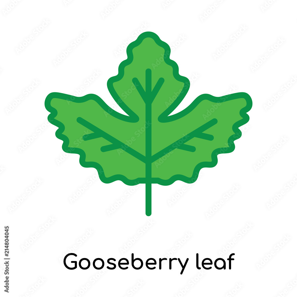 Obraz premium Gooseberry leaf icon vector sign and symbol isolated on white background, Gooseberry leaf logo concept