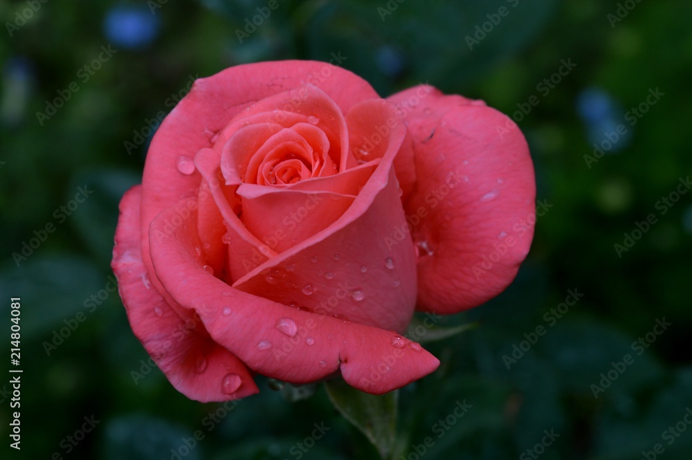 pink rose with rain drops
