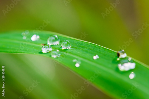 Abstract nature green leaf with water drops for background.
