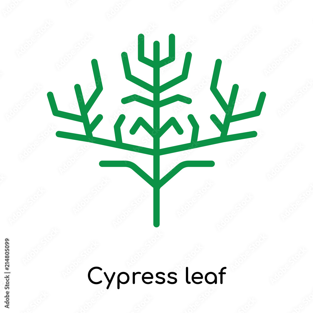 Obraz premium Cypress leaf icon vector sign and symbol isolated on white background, Cypress leaf logo concept