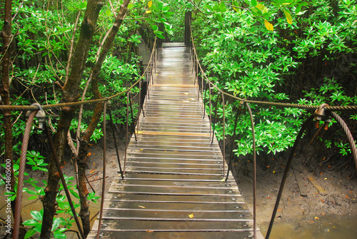 Mangrove forest  wood bridge in mangrove forest  tree in mangrove forest