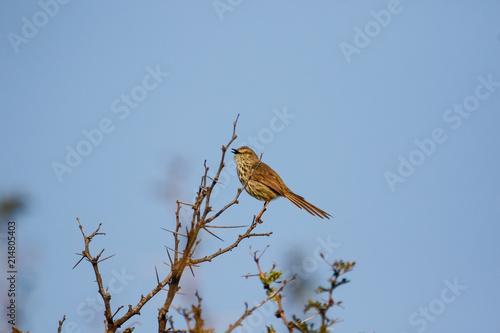 Close up image of a Karoo Prinia in the Western Cape of south africa