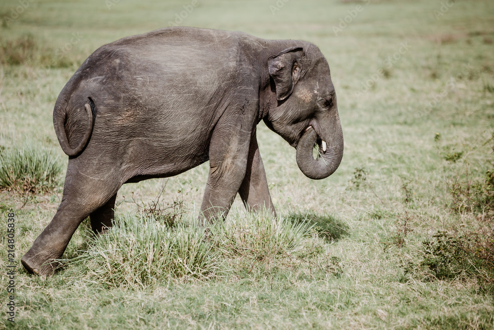 Obraz premium Elephants in a National Park from Sri Lanka