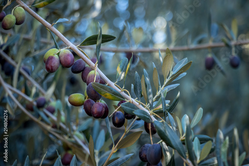 olivos con aceituna madurando photo