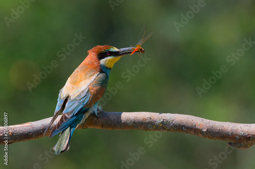 Gruccione europeo con libellula nel becco (Merops apiaster) photo