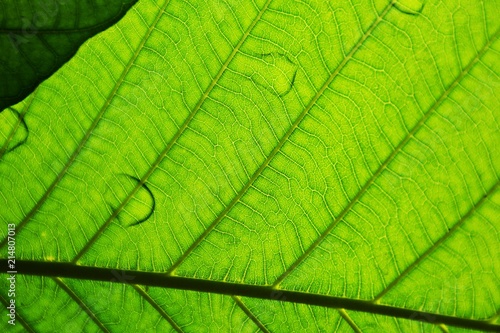 perfect green leaf patterns - closeup