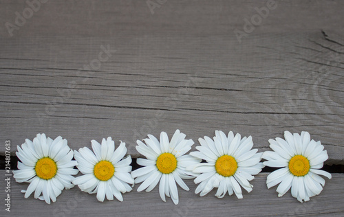 White daisies on a wooden background top view. Copy space. © Anna