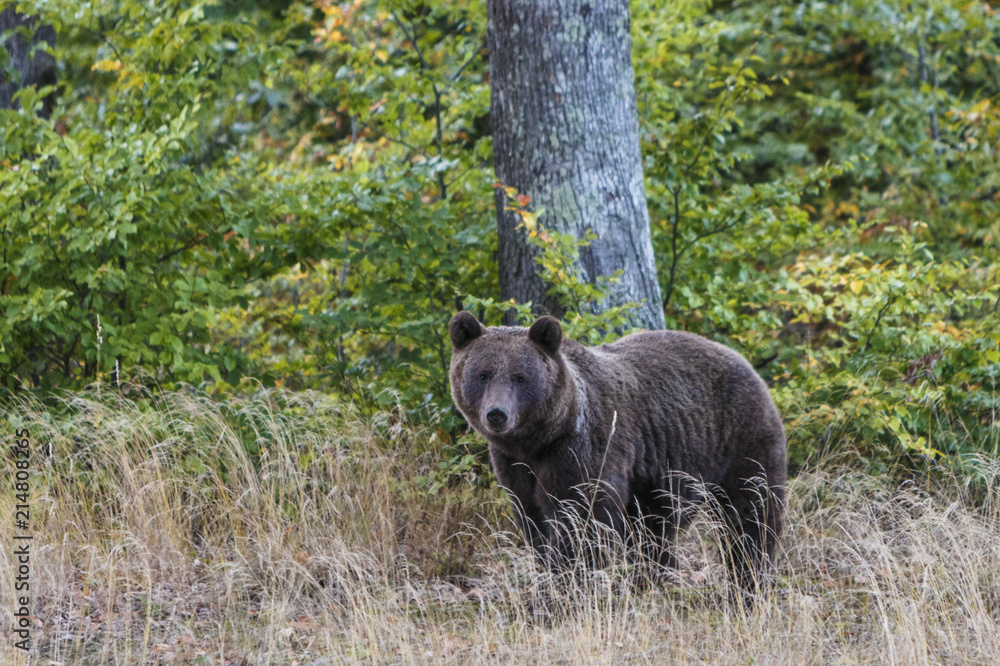 Wildflife photo of large brown bear in his natural environment in Transilvania in autumn forest