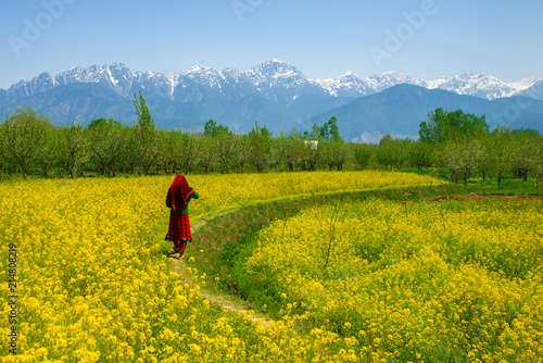 Mustard field in Pahalgam Kashmir India . A Muslim Kashmiri girl or Indian girl walking in the mustard fi photo