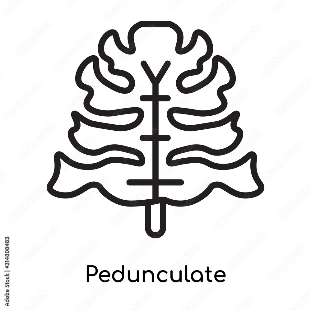 Pedunculate icon vector sign and symbol isolated on white background, Pedunculate logo concept Pedunculate icon vector sign and symbol isolated on white background, Pedunculate logo concept