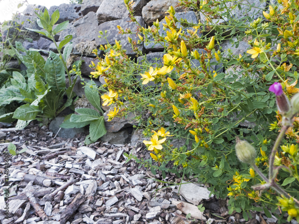 Fototapeta premium Eine Trockenmauer bewachsen mit gelben Johanniskraut davor sind Holzhäcksel ausgestreut
