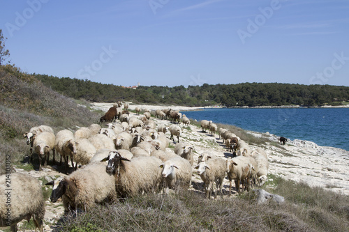 Schafe in Istrien