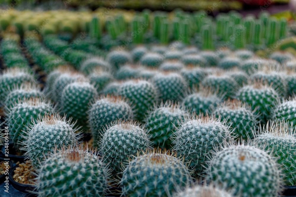 little cactus in farm little cactus in farm