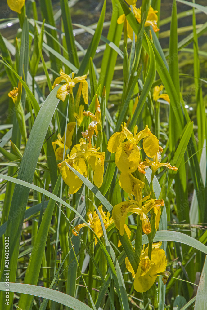 Fototapeta premium Gelbe Wasserlilie