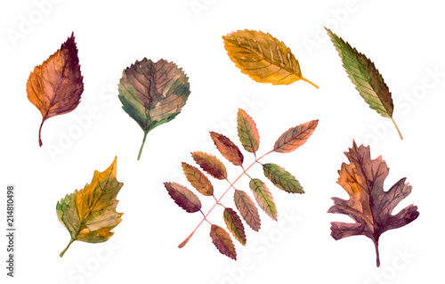 Hand drawn collection of different tipes of leaves isolated on white background. Watercolor colorful illustration in different shades of autumn. Set of botanical elements. October mood