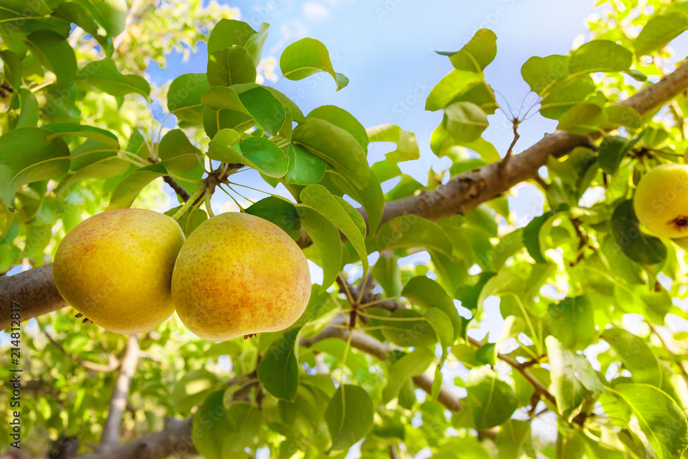 Two ripe juicy pears on pear tree