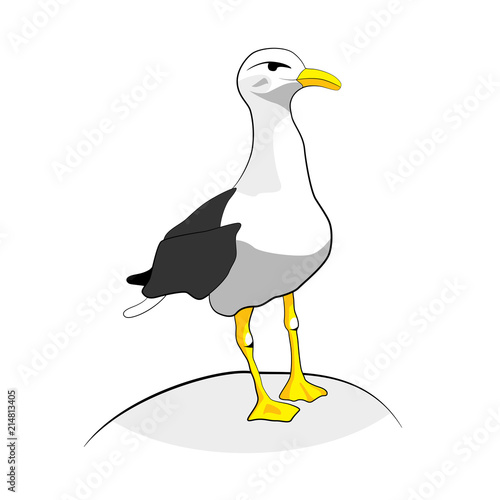 seagull