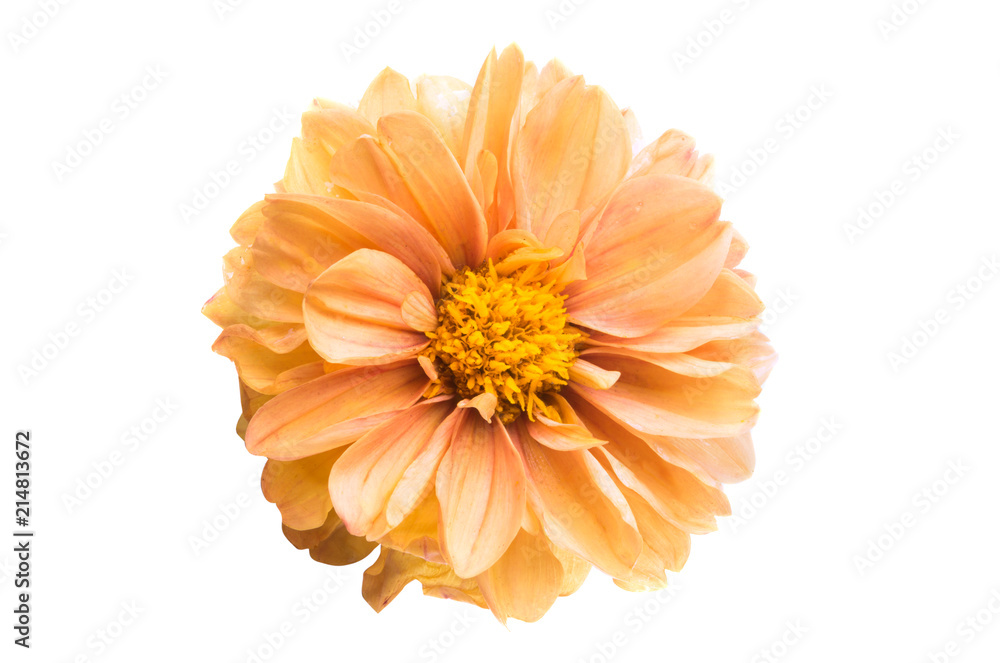 orange chrysanthemum isolated orange chrysanthemum isolated