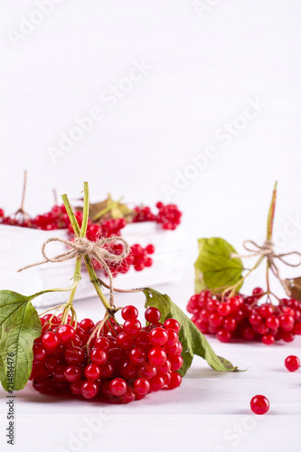 Bunch of fresh ripe organic viburnum berries  on white background. Ingredients for vitamin healthy  beverage