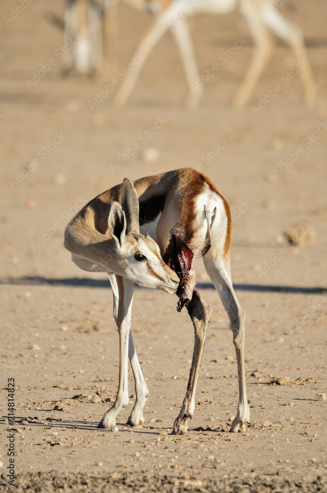 Fototapeta premium Injured Springbok Kalahari Desert 