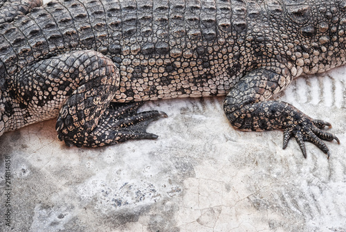 Leg and foot of Crocodile, close up, background