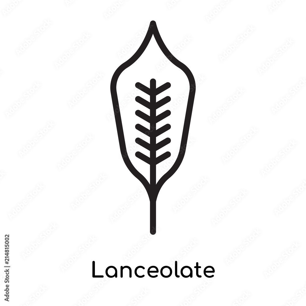 Lanceolate icon vector sign and symbol isolated on white background, Lanceolate logo concept Lanceolate icon vector sign and symbol isolated on white background, Lanceolate logo concept