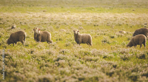Fototapeta Naklejka Na Ścianę i Meble -  Close up image of sheep grazing in a meadow