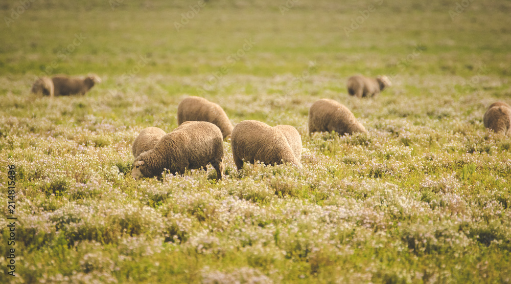 Fototapeta premium Close up image of sheep grazing in a meadow