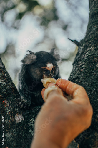 Obraz na płótnie eating monkey