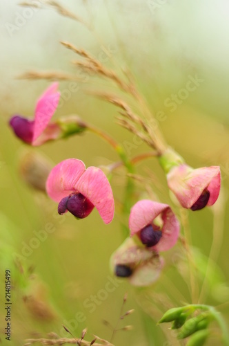 Pink and purple wildflowers in the wind, close-up shot, blurred