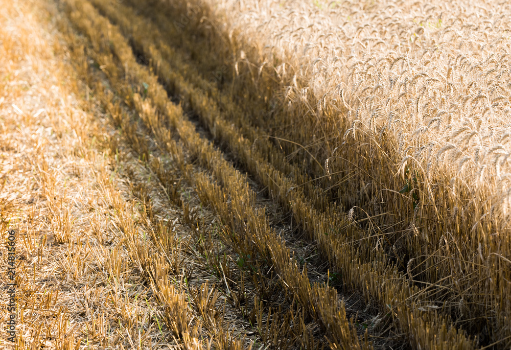 Wheat field ready for harvest Wheat field ready for harvest