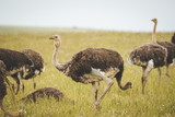 Close up image of female Ostriches feeding in a green meadow.