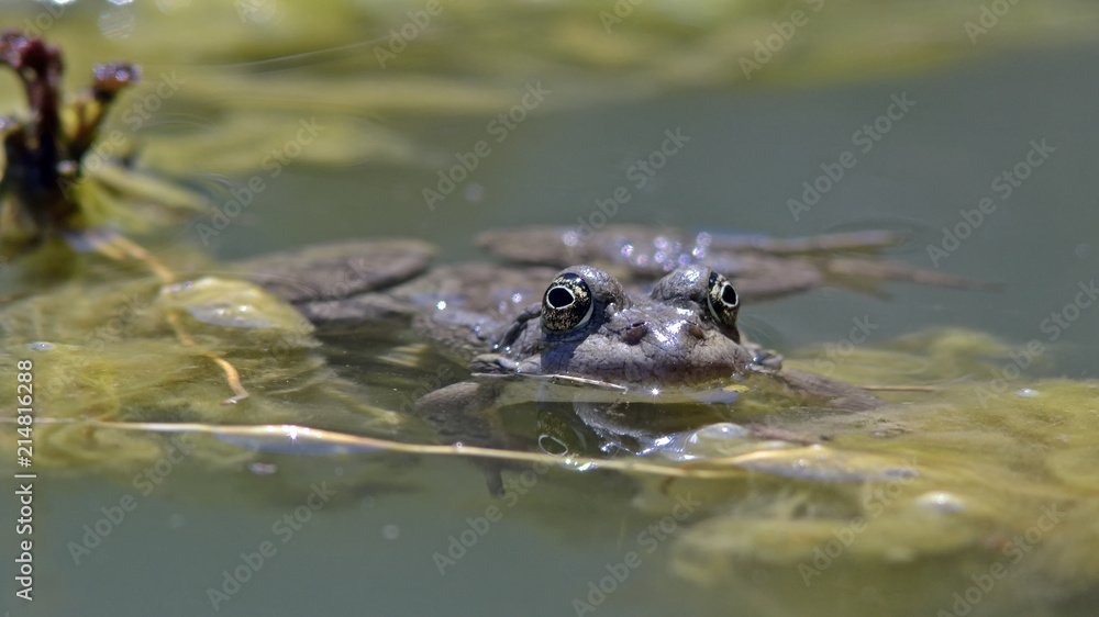 Cretan Water Frog - Pelophylax cretensis, endemic of Crete Cretan Water Frog - Pelophylax cretensis, endemic of Crete