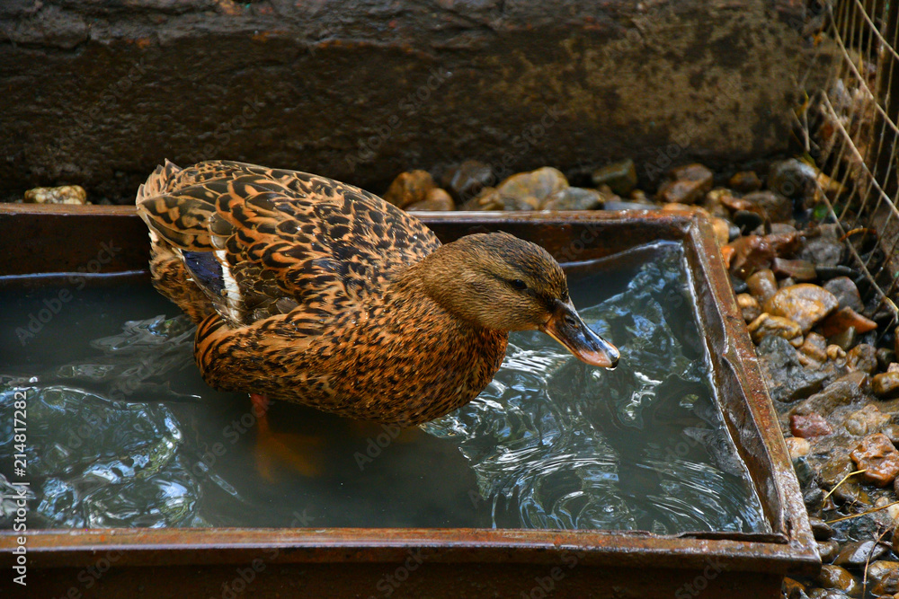Duck takes water treatments