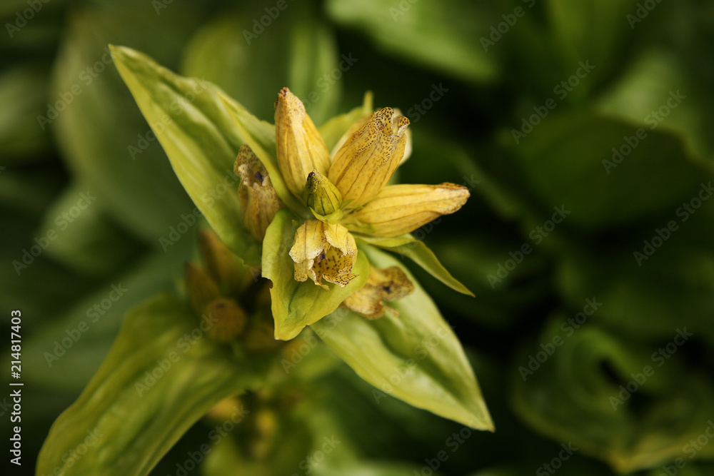 Fototapeta premium Yellow flower blossom 