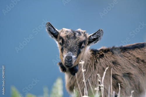 A young goat, Crete photo