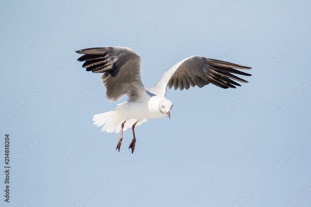 Close up images of Grey-headed gulls flying overhead looking for food scraps