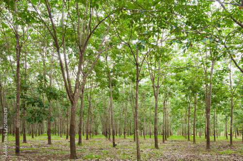 Row of para rubber plantation in South of Thailand rubber trees