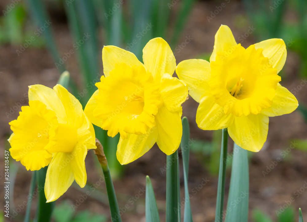 Fototapeta premium Daffodil flower blossoms