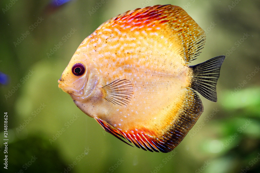 Diskusfisch im Aquarium, Aquaristik Diskusfisch im Aquarium, Aquaristik