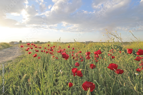     Flowers Red poppies blossom in field and blue sky with clouds 