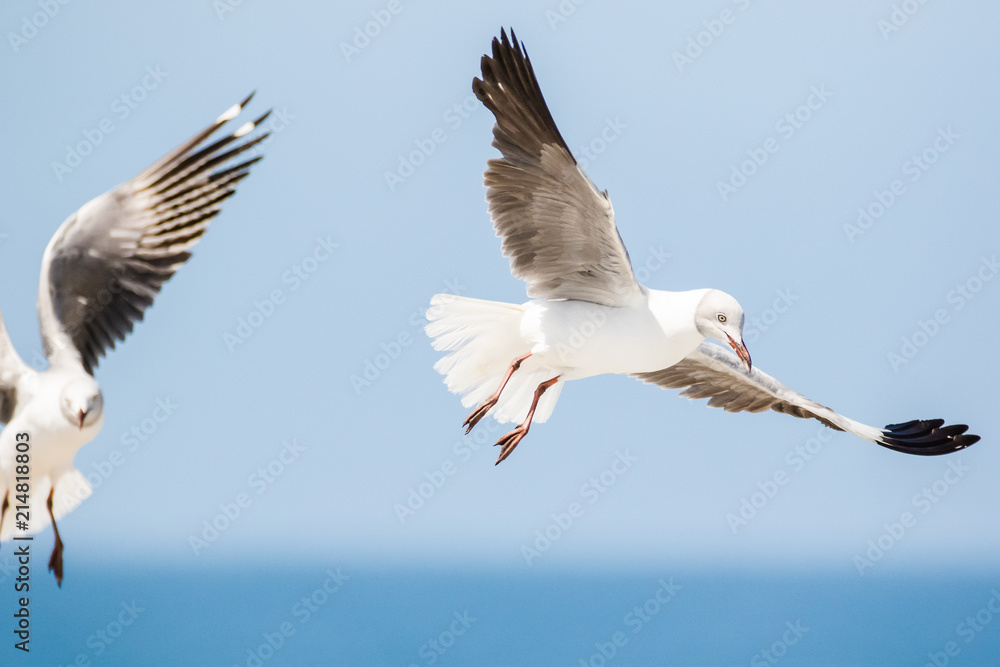 Fototapeta premium Close up images of Grey-headed gulls flying overhead looking for food scraps
