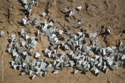 many white butterflies sit on the road