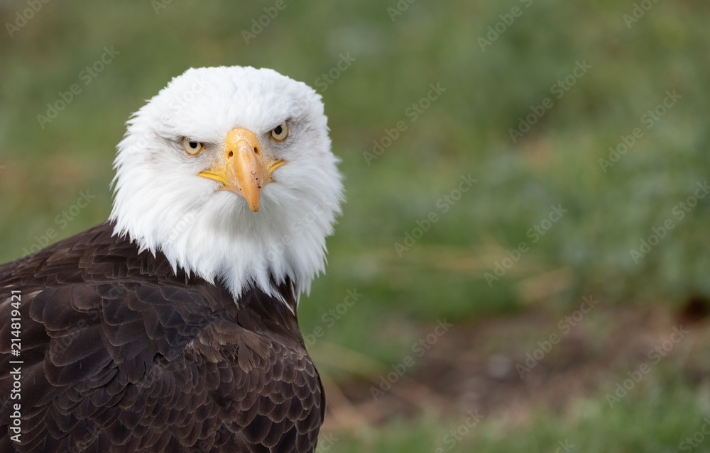 Fototapeta premium White Headed Eagle Portrait.